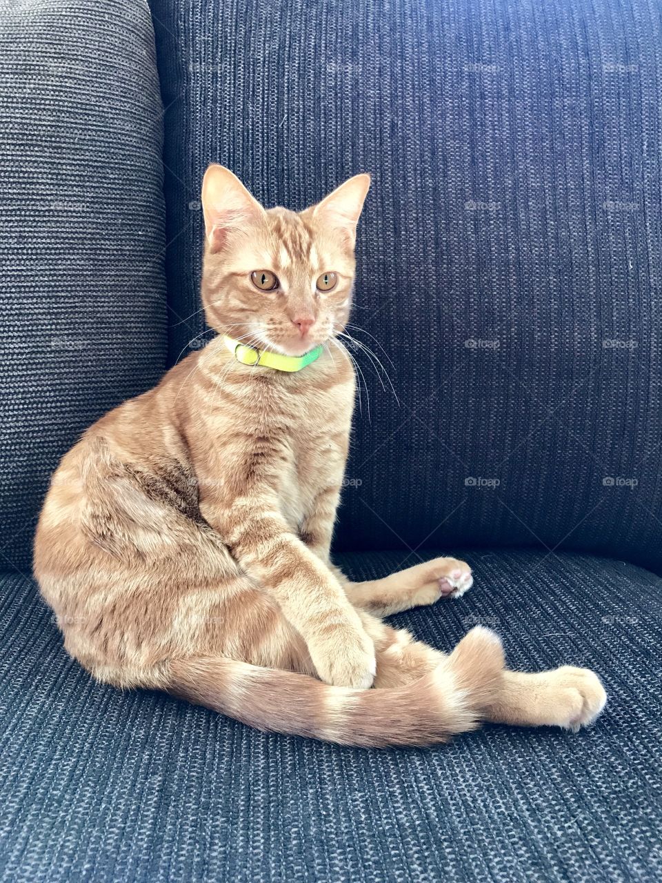 A ginger male cat sitting on a sofa 