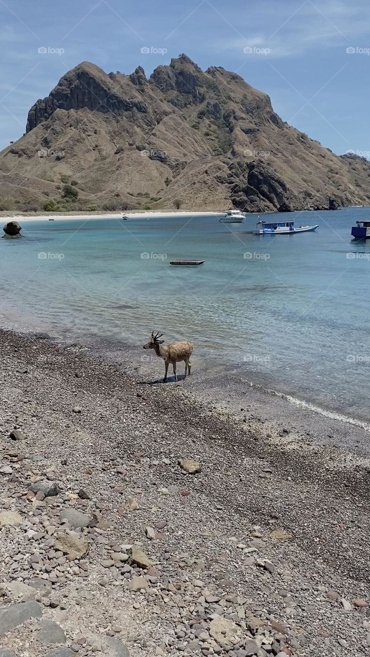 Young antelope on beach