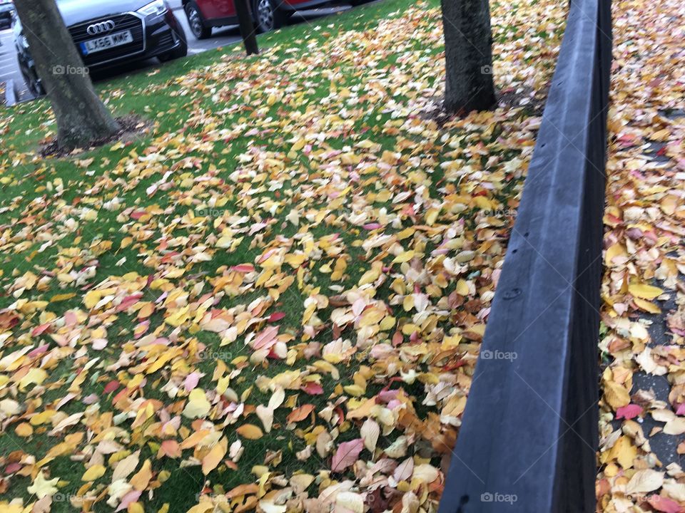 Fall, Leaf, No Person, Tree, Outdoors