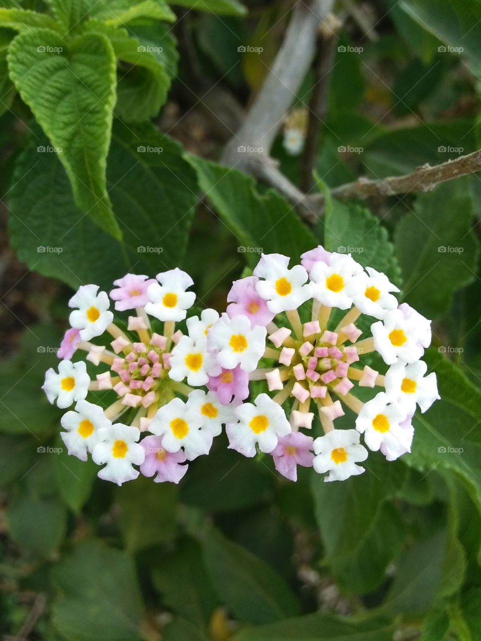 beautiful flower