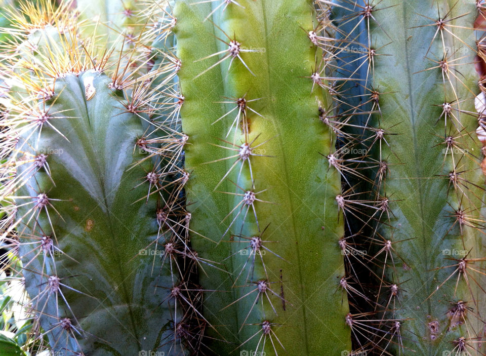 Green cactus with sharp thorns.