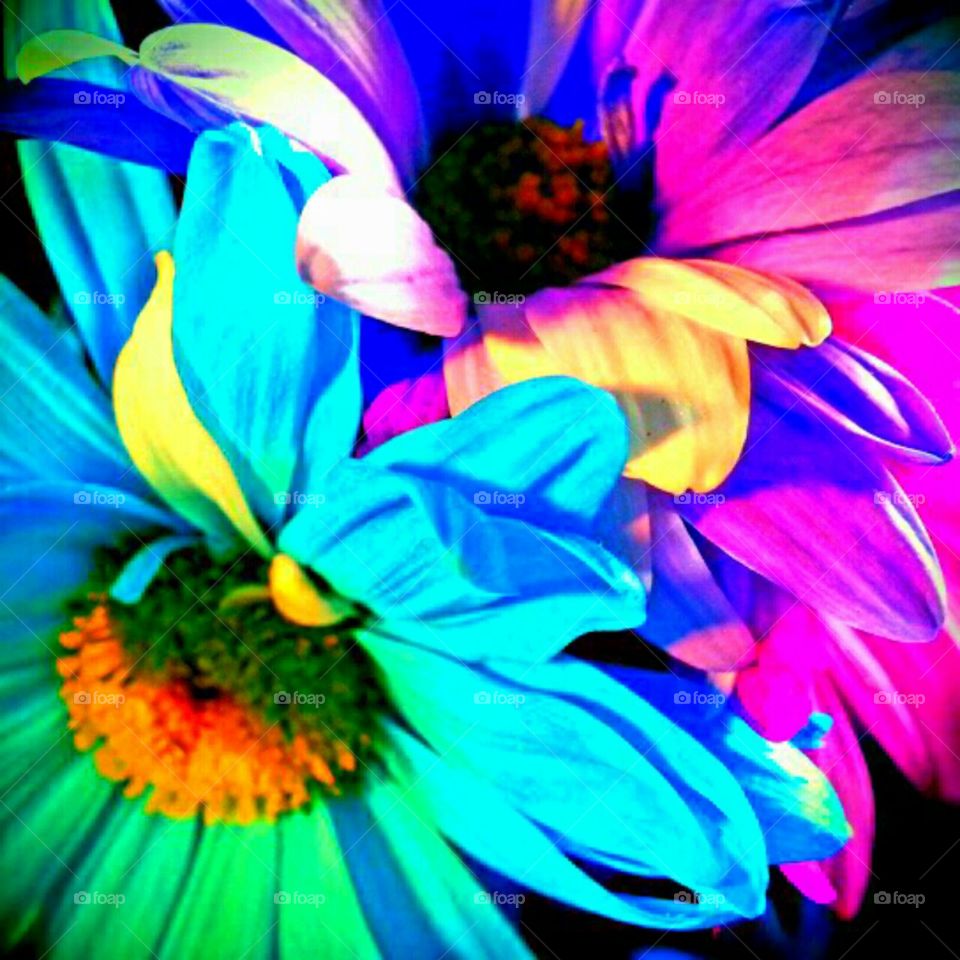 Flower, Nature, Color, Bright, Flora