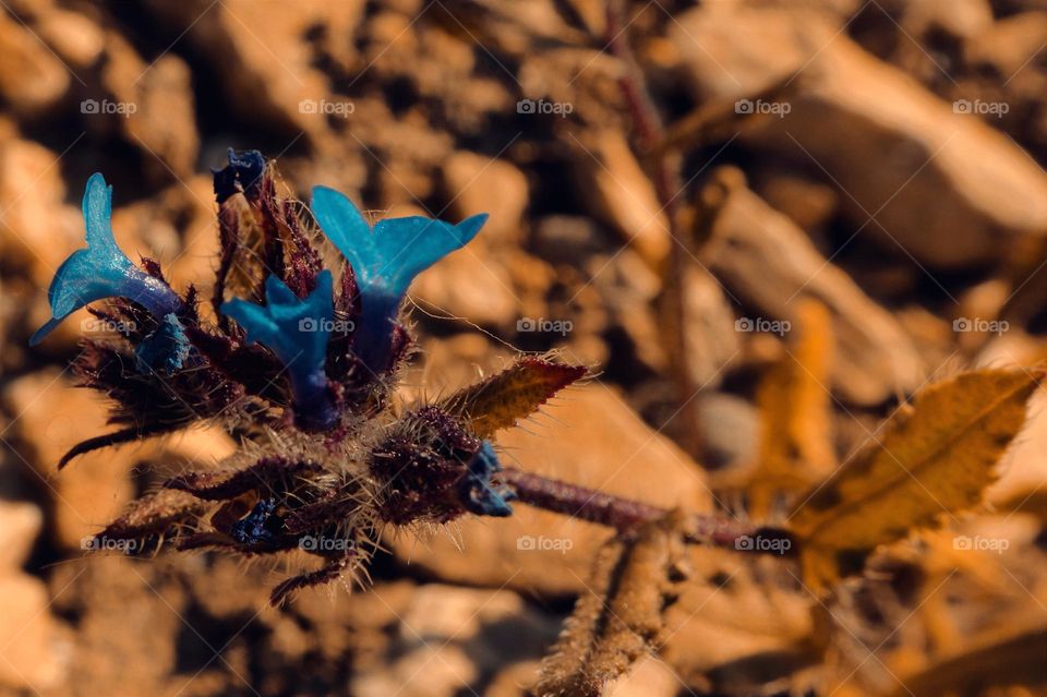 Blue and Orange of Nature