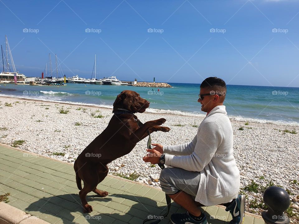 Beach#sea#labrador#dog#human#play