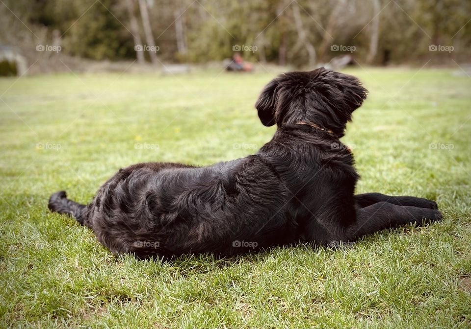beautiful black dog in the yard