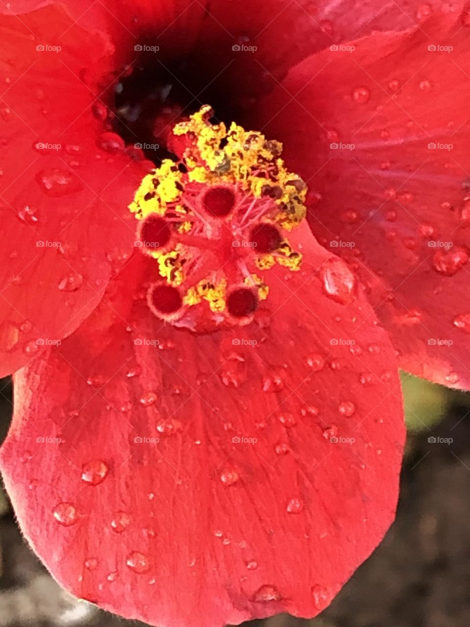 Beautiful red flower with droplets 