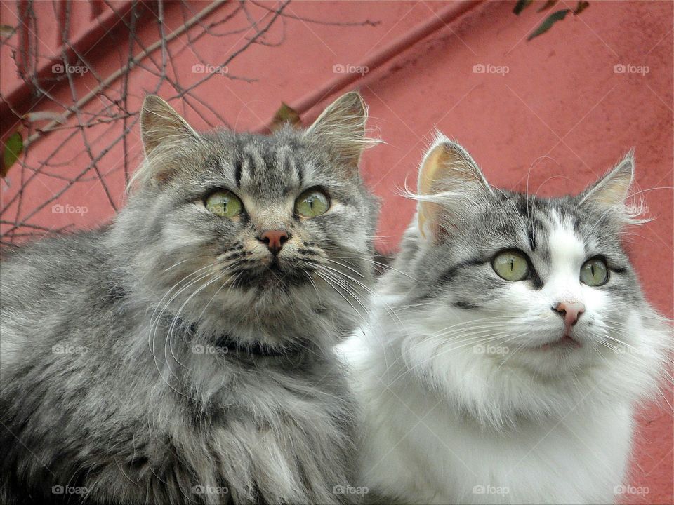 two cats portrait