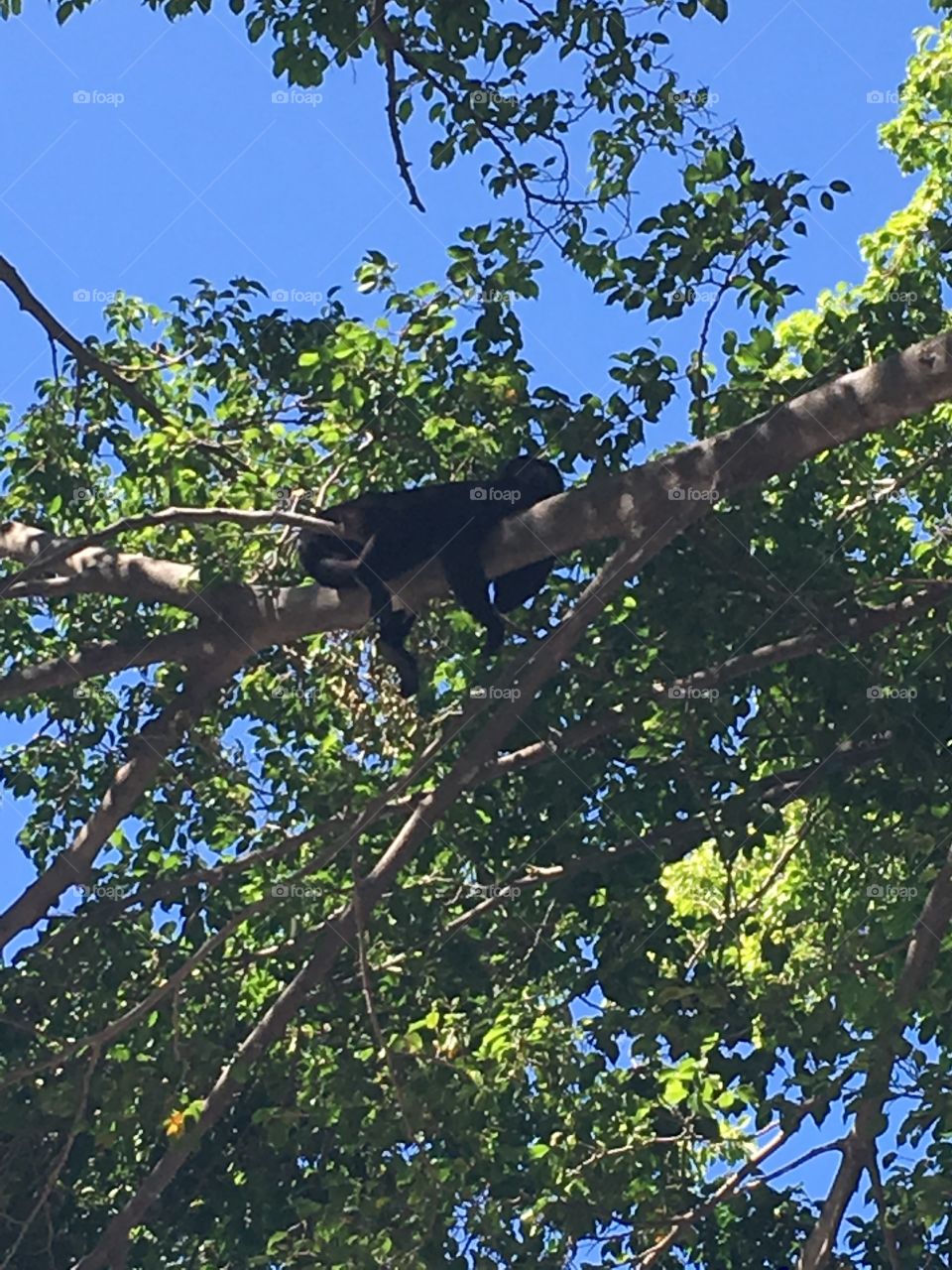 Bowler monkey in a tree on the beach 