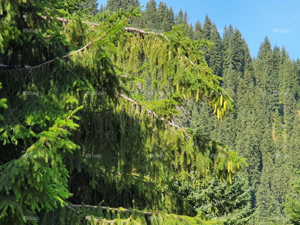 chrismas tree with green cones