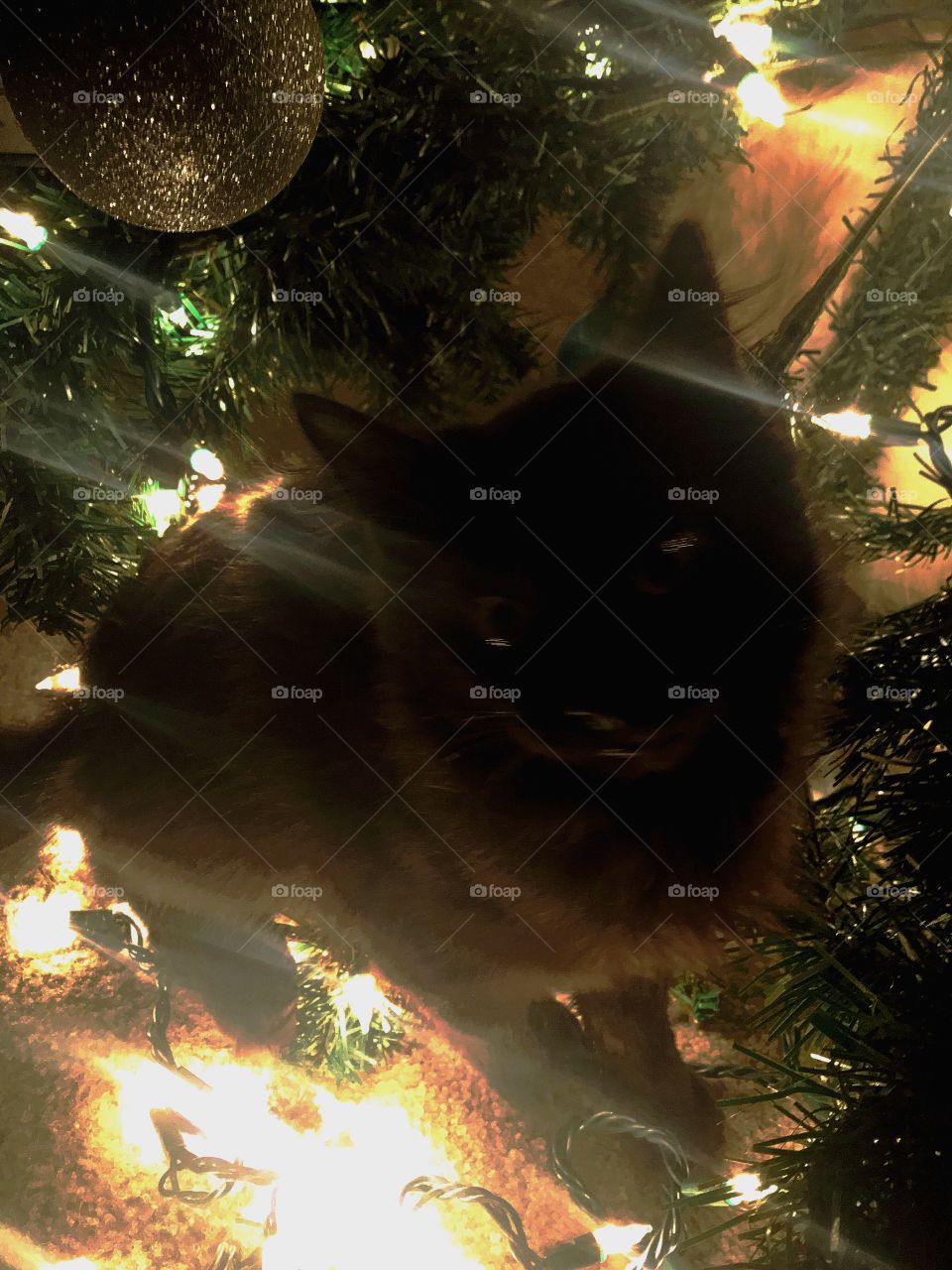 Present under the tree