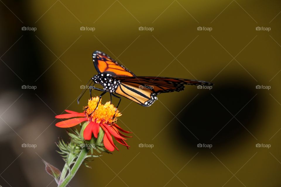 A vividly coloured bright orange monarch butterfly wings extended on a flower macro closeup image with lots of room fir text or copy