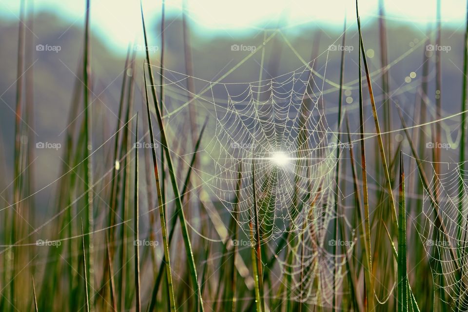 Spider web in the swamp at dawn, dewdrops on intricate spiderweb attached to reed grasses