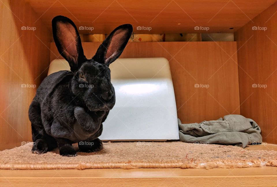 portrait of a domestic black rex rabbit