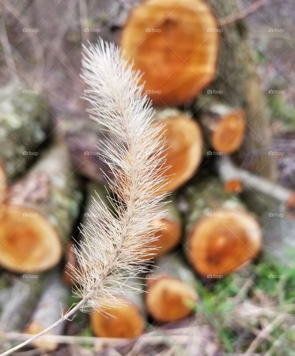 soft fluffy tuft of grass with cut wood in the background