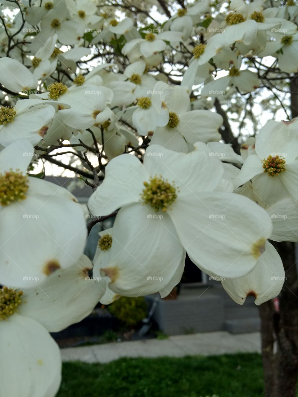 Dogwoods in Bloom