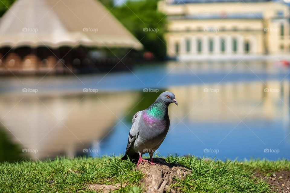 Beautiful pigeon 