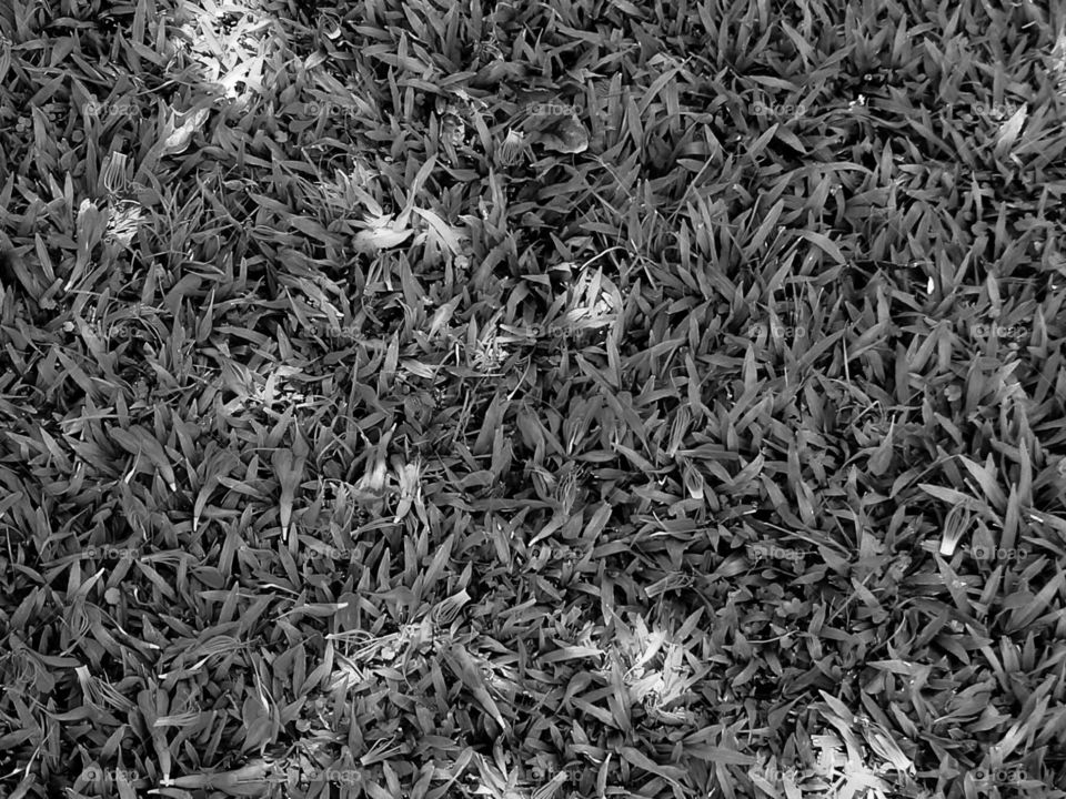 Textured background of grasses