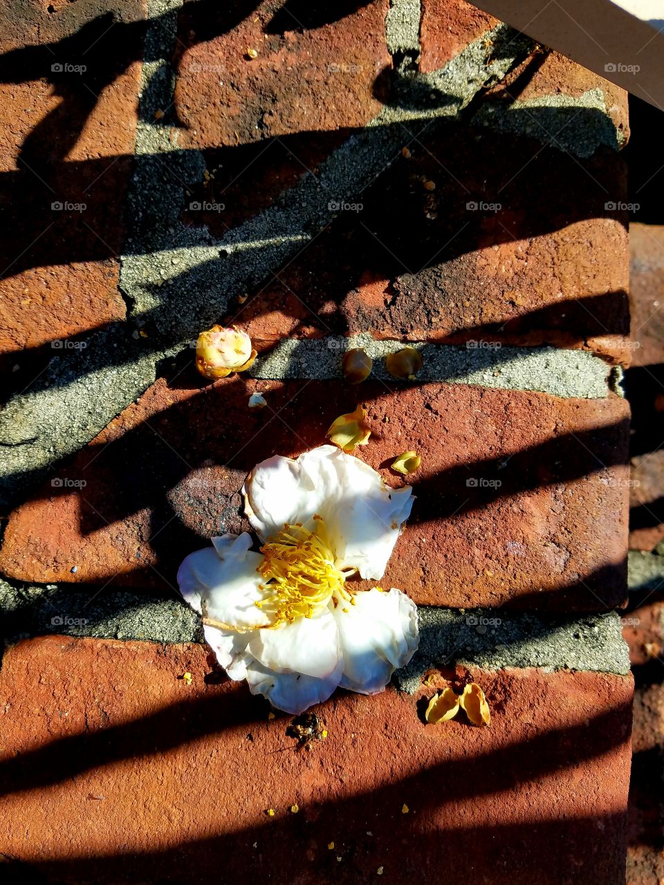 white flower on brick st