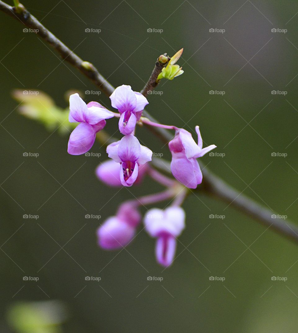 A currently unlearned flower, I will update this soon