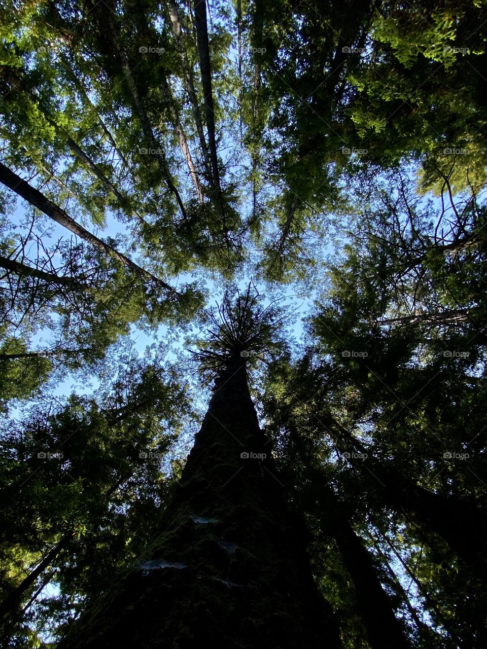 Redwood trees at Henry Cowell Redwoods State Park in Felton California 