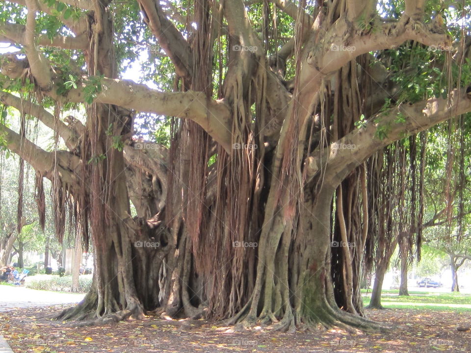 Florida tree