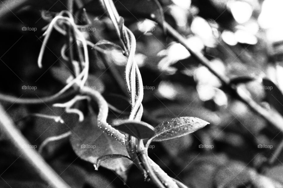 B/W Jasmine vine