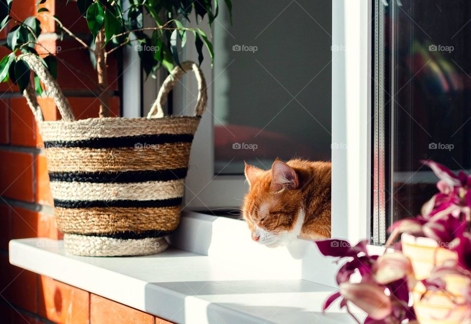 Red cat is resting on the windowsill.