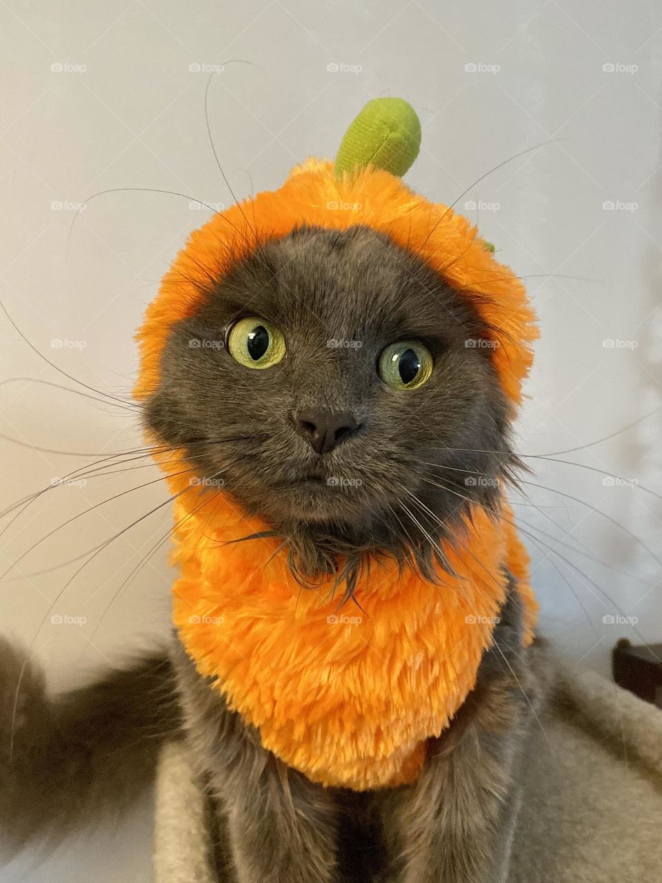 A grey cat dressed up as a pumpkin for Halloween 
