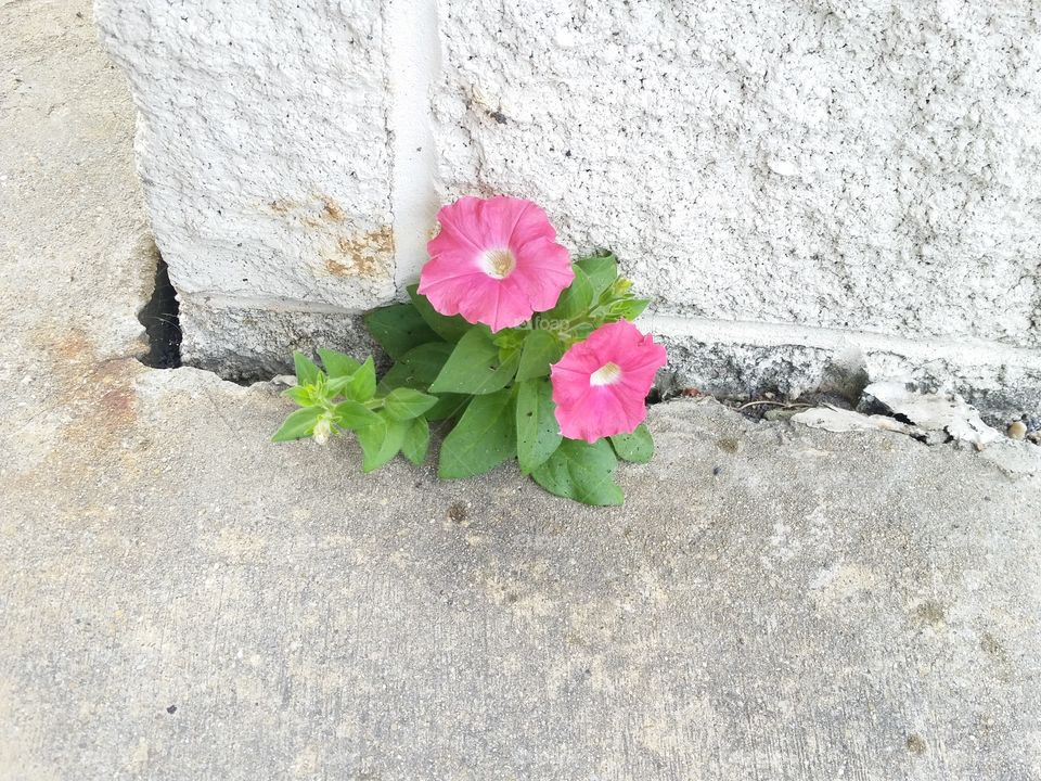 Between a Rock and a Hard Place