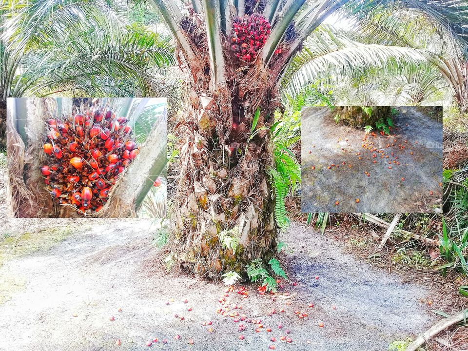 characteristic palm fruit over ripe is if the palm fruit seeds are sliced more than twenty and the palm seeds that are separated from the mark are also more than twenty