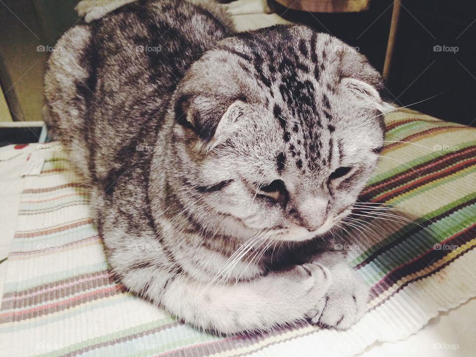 cute Scottish fold kitten