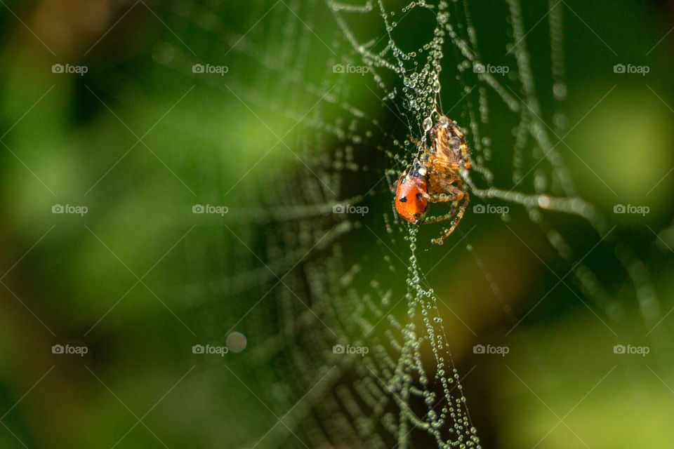 Spider, Spiderweb, Insect, Arachnid, Cobweb