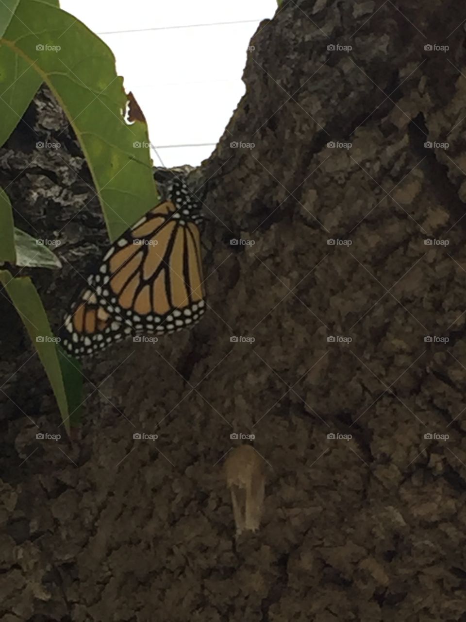 New monarch butterfly