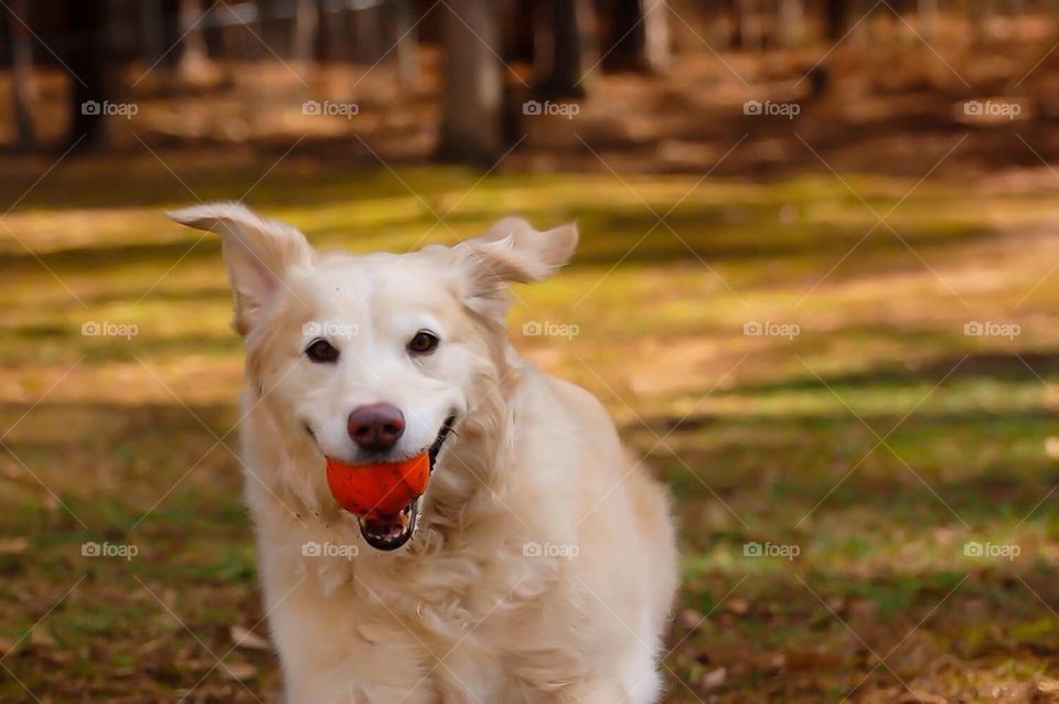 The Bliss of a Canine