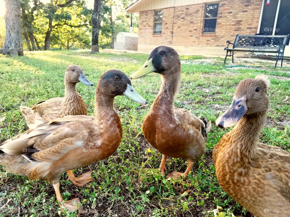 duck family