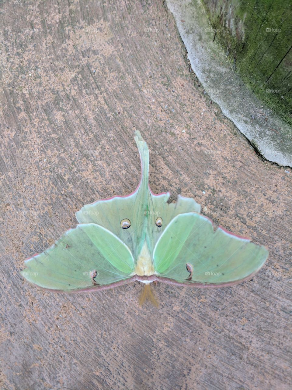 beautiful green moth