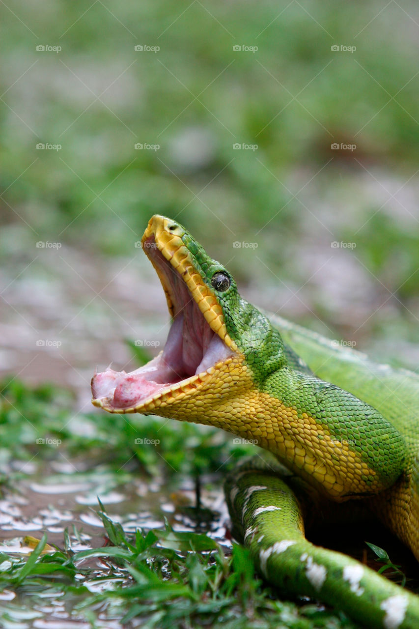 green animal reptile mouth by deserttrends