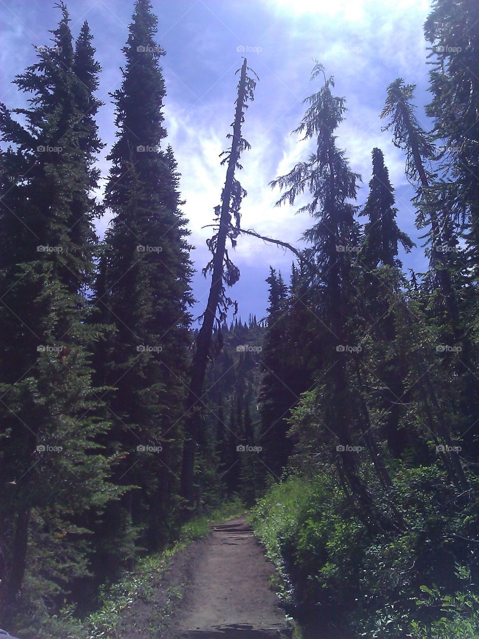 Trees Overlooking A Path. Hiking in the Mt. Rainier National Forest I came across several trees overlooking the trail I was on.