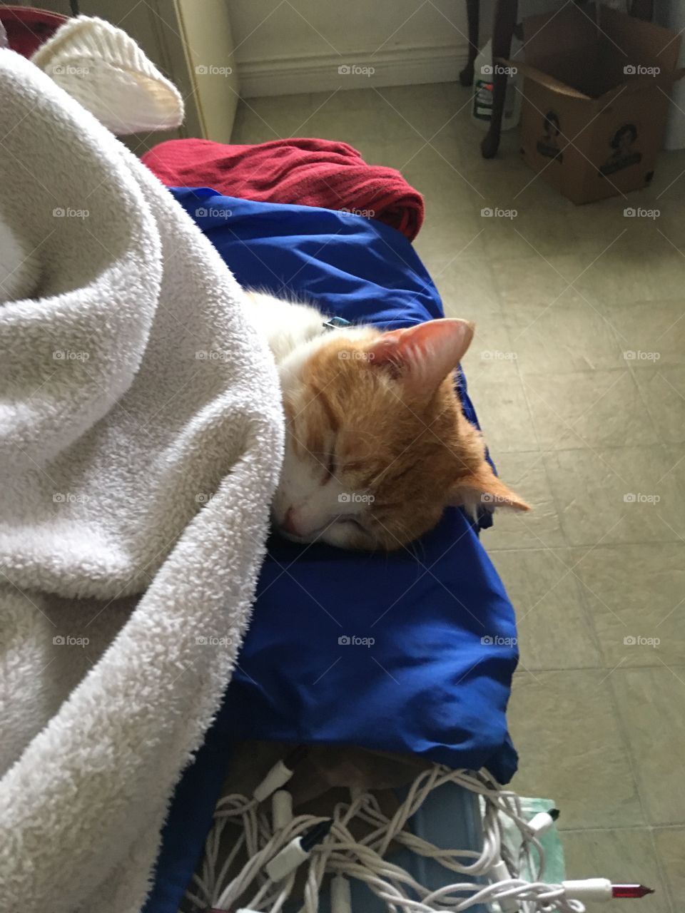 Tom taking a nap under my robe on top of some totes and stuff. Sleepy baby zzzzz!