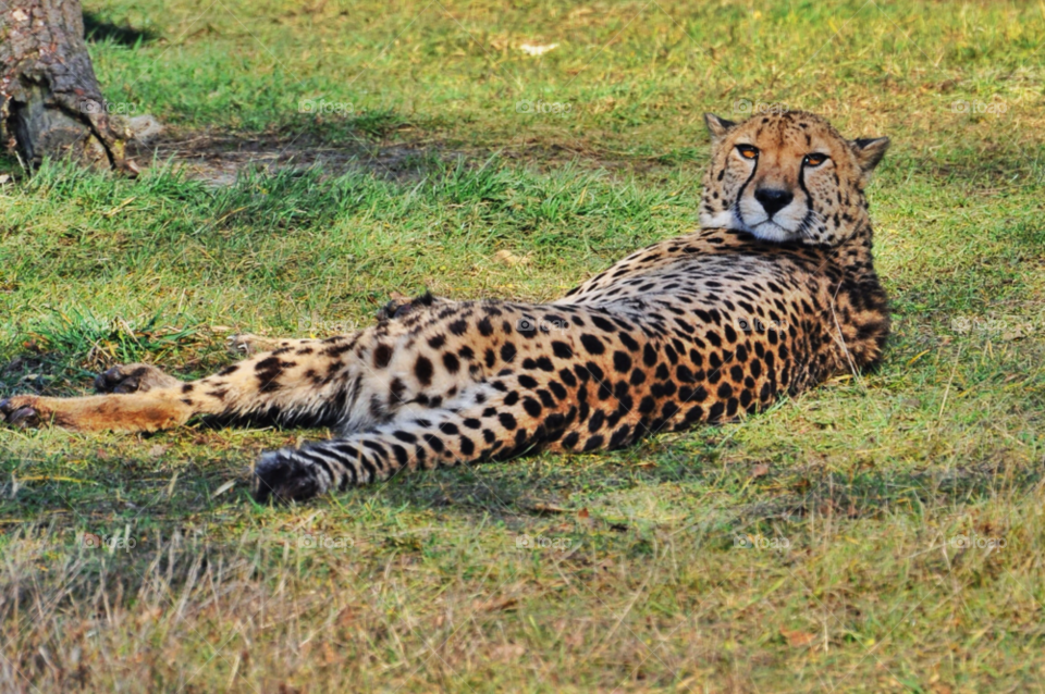 cheetah cheeta big cat marwell zoo by welshdragon