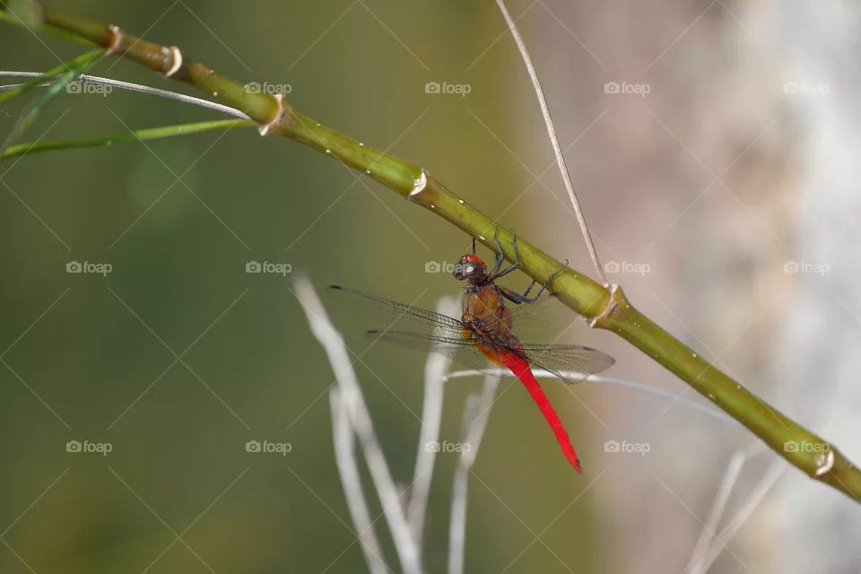 red dragonfly