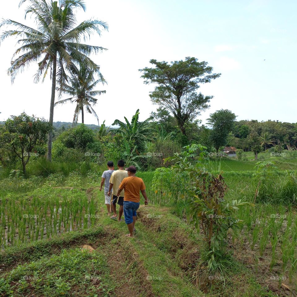 Views of rice fields with beautiful natural surroundings
