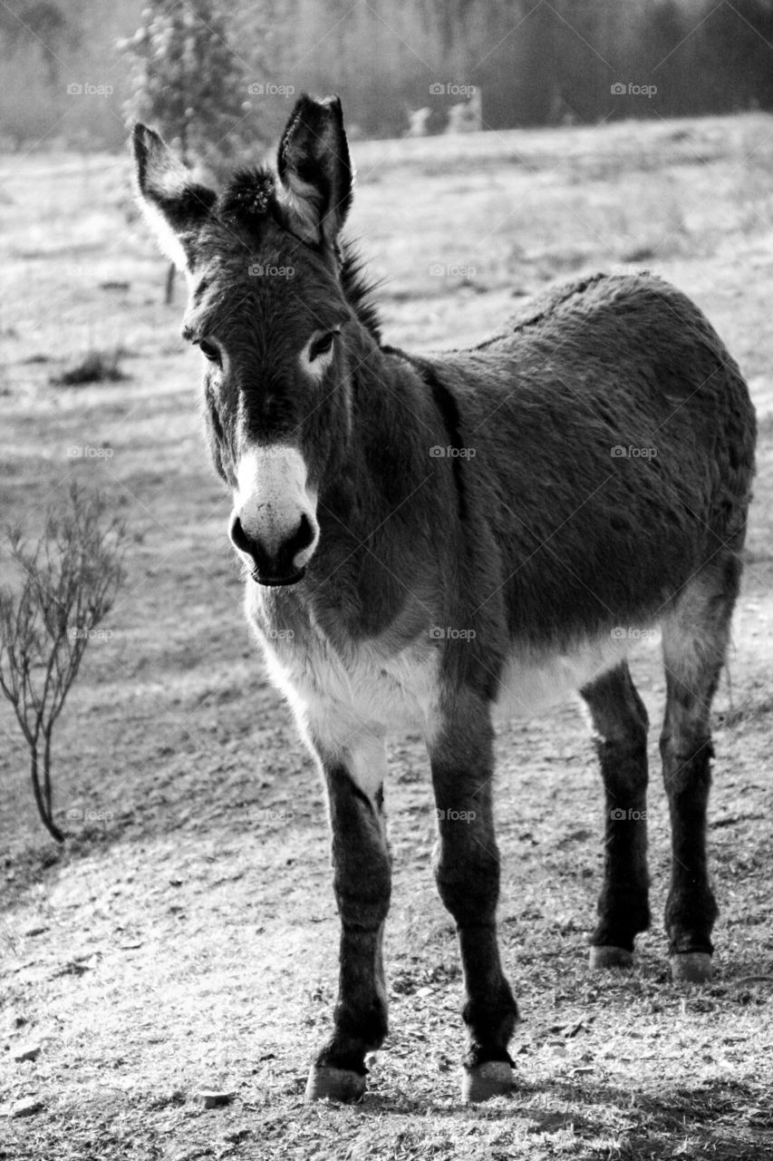 Best of the best. This donkey was captured despite being shy of the camera