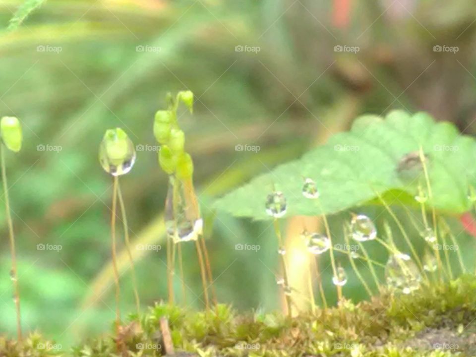 Leaf, Nature, Flora, Grass, Environment