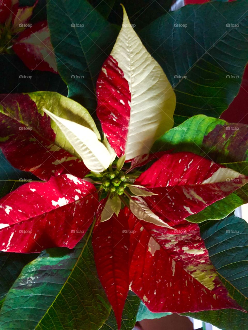 Peppermint poinsettias Christmas 