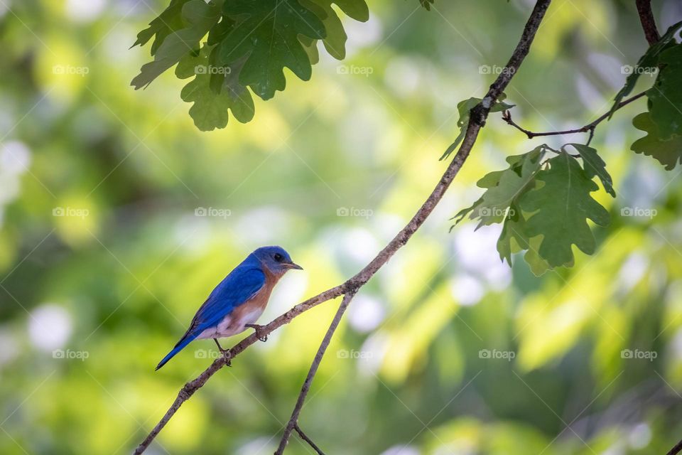 Blue among the green. Eastern bluebird.