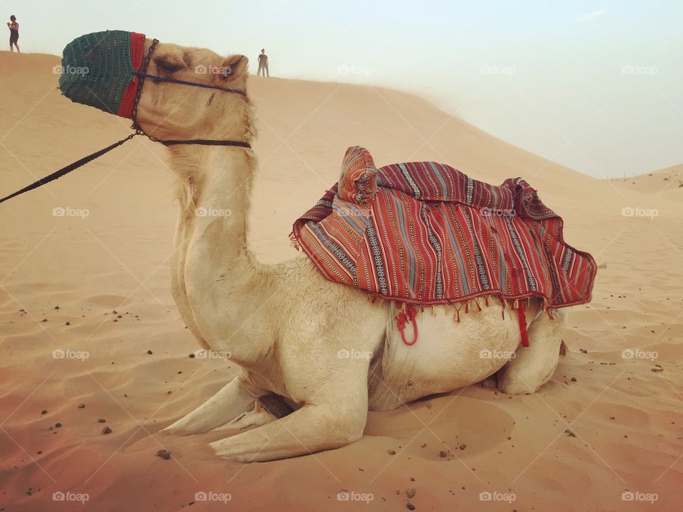 Eastern Desert Camel At Dubai / Abu Dhabi desert cultural safari for camel rides 