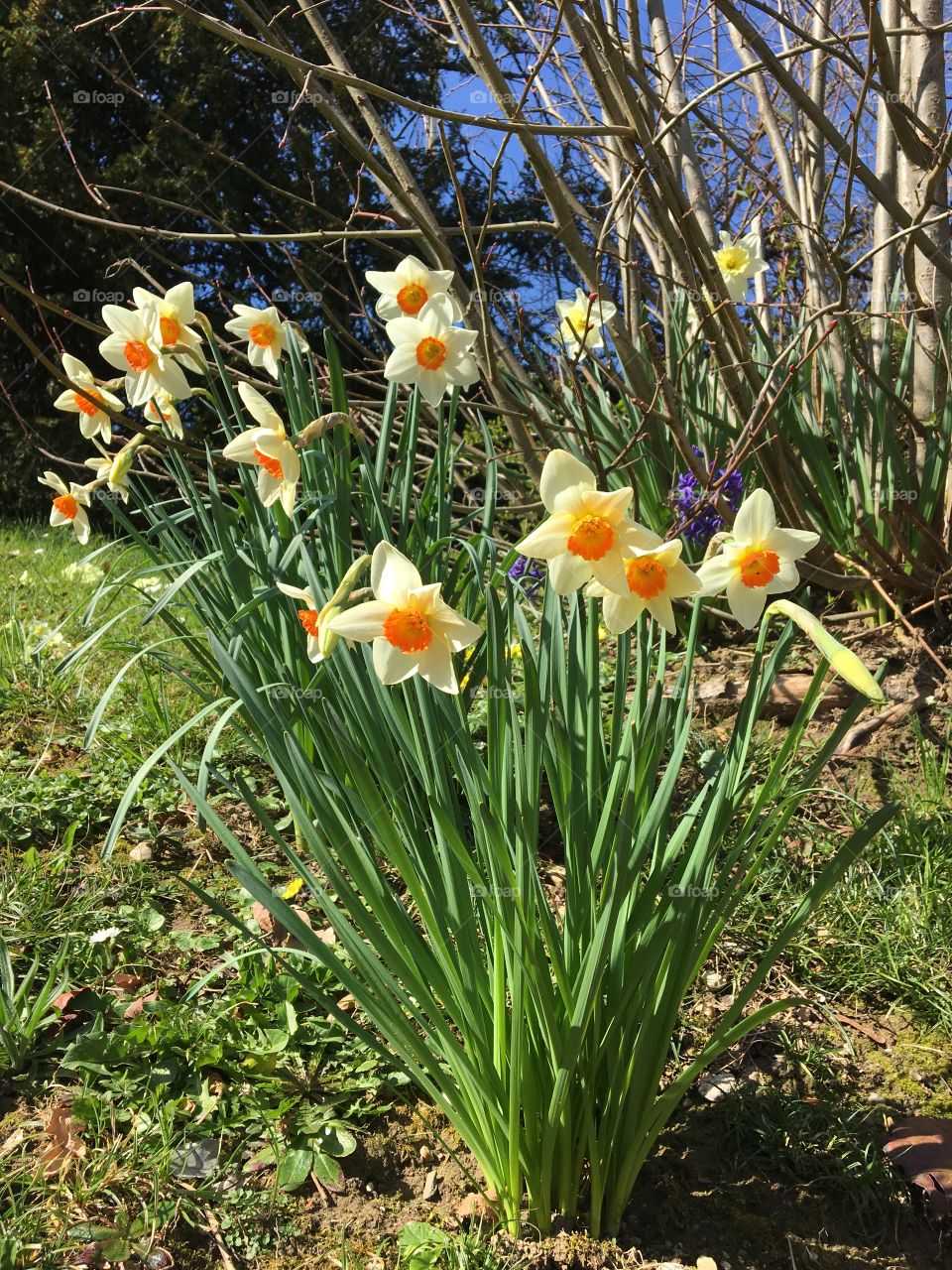 Bouquet of blooming narcissus 
