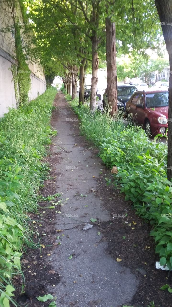Sidewalk lane with grass