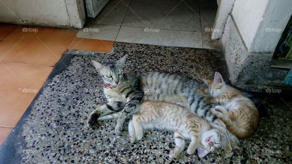 Stray cat with two kittens